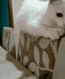 Cat Chair GIF - Cat Chair Table GIFs