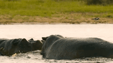 Play Fight Our Living World GIF - Play Fight Our Living World Conflict GIFs