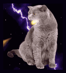 Kedi Cat GIF - Kedi Cat Power GIFs