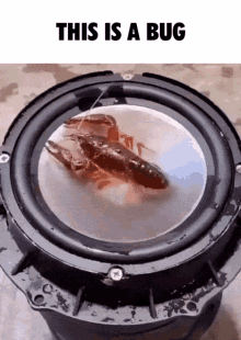 Bug Lobster GIF - Bug Lobster Science GIFs