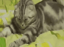 Funny Animals Cats GIF - Funny Animals Cats Fat Cat GIFs
