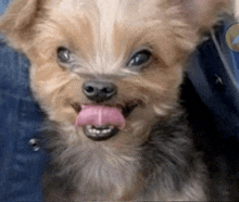 a small dog with its pink tongue sticking out looks at the camera