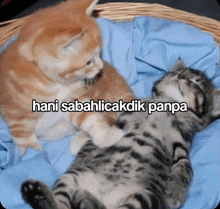 two kittens laying in a basket with the caption hani sabahlicakdik pampa