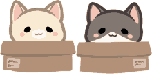 cats cats in box cats in boxes mimi and nini mimi