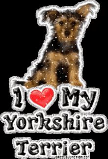 Yorkshire GIF - Yorkshire Terrier Love GIFs