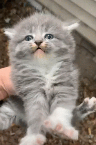 Cute Kitten GIF - Cute Kitten Cute Cat - Discover & Share GIFs