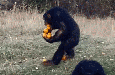 ape-bring-fruits.gif