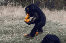 Ape Bring Fruits GIF - Ape Bring Fruits GIFs