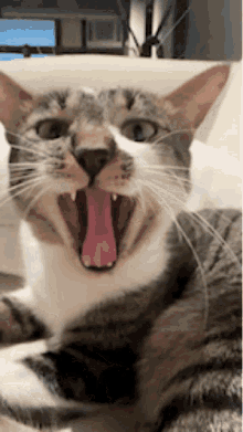a cat with its mouth wide open and its tongue sticking out