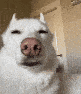 a close up of a white dog with its eyes closed and a pink nose
