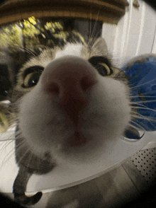 Wide Cat GIF - Wide Cat GIFs