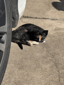 a cat is laying on the ground next to a car wheel
