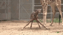 Baby Giraffe Takes First Steps GIF - Giraffe Young First Steps GIFs