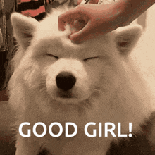 a white dog with its eyes closed is being petted by a person with the words good girl below it