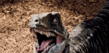 Blue Velociraptor GIF - Blue Velociraptor Jurassic Park GIFs