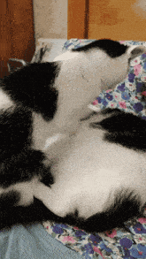 Cats Cats Love GIF - Cats Cats Love Cats Massage GIFs