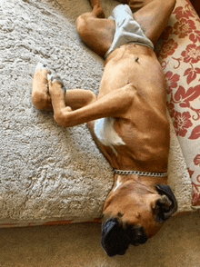 a boxer dog laying on its back on a couch