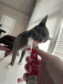 Cat Slurp GIF