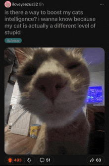 Cat Meme Reddit GIF - Cat Meme Reddit Cat GIFs