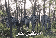 Zebras Tails GIF - Zebras Tails Jungle GIFs