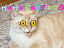 Cat Food Lover Weird Cat GIF - Cat Food Lover Weird Cat Cat With Crazy Eyes GIFs