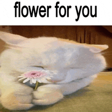 a white cat is holding a pink flower in its paws with the words flower for you above it