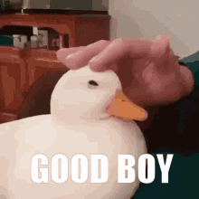 Good Boy GIF - Good Boy Duck GIFs