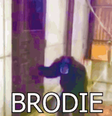 Brodie Funny Monkey GIF