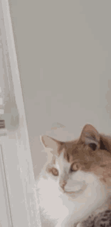 Charles Stare GIF - Charles Stare Cat GIFs