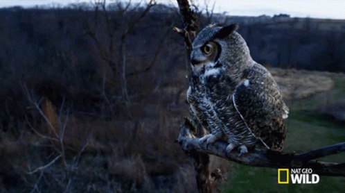 great horned owl hunting