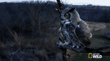 Standing Still Great Horned Owl On The Hunt GIF - Standing Still Great Horned Owl On The Hunt Im Watching You GIFs