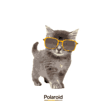 polaroid polaroid