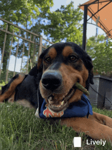 Googz Chewing GIF - Googz Chewing Dog GIFs