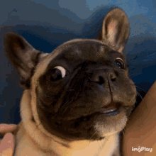 Frenchie Dog GIF - Frenchie Dog Weird GIFs