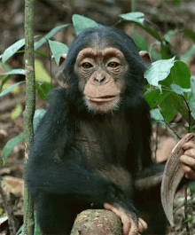 monkey chew jungle