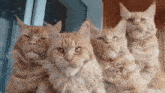 мейн-кун Maine Coon GIF - мейн-кун Maine Coon мощные коти GIFs