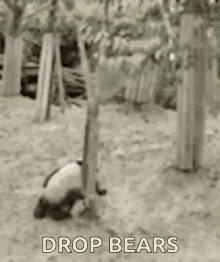 panda drop bamboo eating pandas