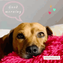 Good Morning Morning GIF - Good Morning Morning Dog GIFs