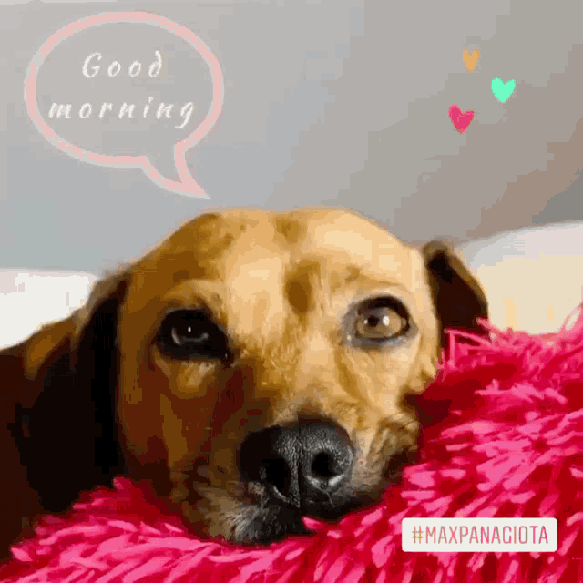 Good Morning Morning GIF - Good Morning Morning Dog - Discover & Share GIFs