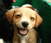 Some Funny Animal GIFs Never Hurt Anyone - The Average Nobodies