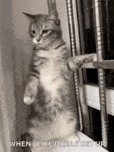 a cat is standing on its hind legs on a window sill and saying `` when i like dreas set up '' .
