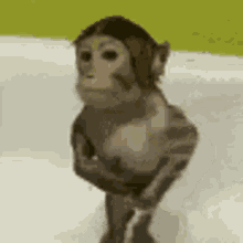 parallel parallel unit monkey monkey taking shower shower