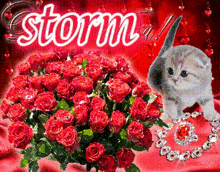 Storm Iriselskerstorm GIF - Storm Iriselskerstorm Storm Cat GIFs