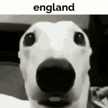 England Meme GIF - England Meme Dog GIFs