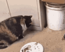 Mouse Running GIF - Mouse Running Rushing GIFs
