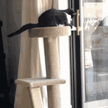 Escape Cats GIF - Escape Cats GIFs