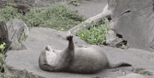 Otter Exercise GIF - Otter Exercise Lazy GIFs