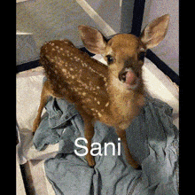 Sanimy Beuatiful Deer Angel GIF - Sanimy Beuatiful Deer Angel GIFs