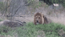 Lion This Is Happening GIF - Lion This Is Happening Wild Animal GIFs