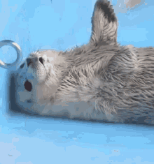 Baby Seal GIF - Baby Seal Cute GIFs